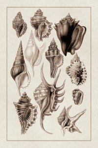 G.B. Sowerby - Shells: Trachelipoda #5 (Sepia)