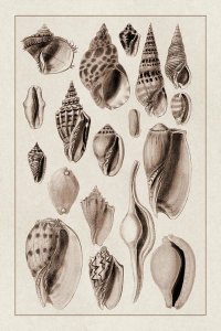 G.B. Sowerby - Shells: Trachelipoda #6 (Sepia)