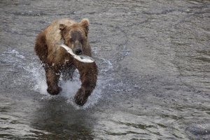 Matthias Breiter - Grizzly Bear young male with Sockeye Salmon prey along Brooks River, Katmai National Park, Alaska