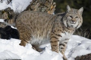 Matthias Breiter - Bobcat in the snow, Kalispell, Montana