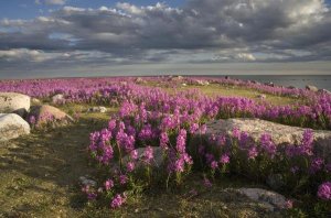 Matthias Breiter - Fireweed covered island, Hudson Bay, Canada