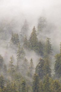 Matthias Breiter - Mist in Tongass National Forest, Juneau, Alaska