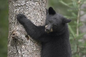 Matthias Breiter - Black Bear cub in tree safe from danger, Orr, Minnesota