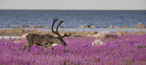 Matthias Breiter - Caribou male in a field of fireweed, Hudson Bay, Canada