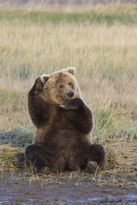 Matthias Breiter - Grizzly Bear scratching ear, Katmai National Park, Alaska