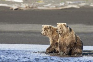 Matthias Breiter - Grizzly Bear yearlings on shore, Katmai National Park, Alaska