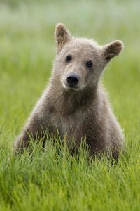 Matthias Breiter - Grizzly Bear yearling cub among sedges, Katmai National Park, Alaska
