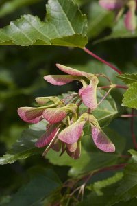 Matthias Breiter - Sugar Maple seed pods, Spruce Woods Provincial Park, Manitoba, Canada