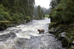 Matthias Breiter - Grizzly Bear fishing along Anan Creek, Tongass National Forest, Alaska