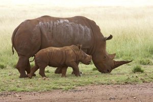 Matthias Breiter - White Rhinoceros mother and calf, Rhino and Lion Nature Reserve, South Africa