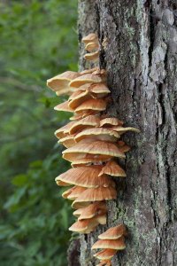 Matthias Breiter - Chicken of the Woods fungus growing on tree trunk, Tongass National Forest, Alaska