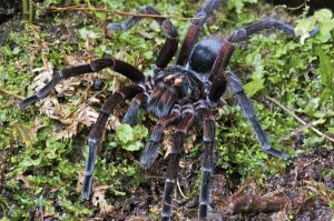 James Christensen - Tarantula male, Mindo, western slope of Andes, Ecuador