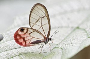 James Christensen - Pink-tipped Clearwing Satyr butterfly, Mindo, western slope of Andes, Ecuador