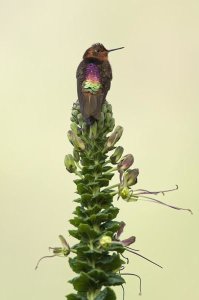 Murray Cooper - Shining Sunbeam hummingbird, Ecuador