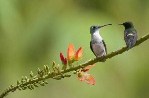 Murray Cooper - Andean Emerald with Green Thorntail female in lowland rainforest, Ecuador