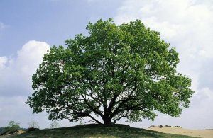 Flip De Nooyer - English Oak in autumn, Europe, Asia and north Africa introduced into North America