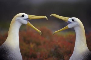 Tui De Roy - Waved Albatross courtship display, Punta Cevallos, Galapagos Islands, Ecuador