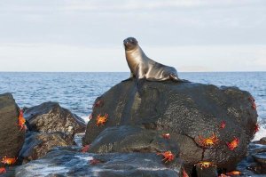 Tui De Roy - Galapagos Sea Lion pup on rock with Sally Lightfoot Crabs, Galapagos Islands, Ecuador