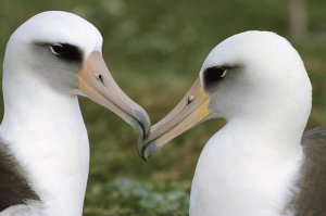 Tui De Roy - Laysan Albatross pair bonding, Midway Atoll, Hawaii