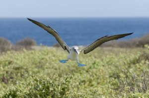 Tui De Roy - Blue-footed Booby landing, Galapagos Islands, Ecuador