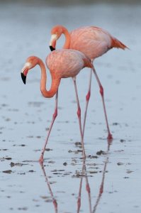 Tui De Roy - Greater Flamingo pair wading, Galapagos Islands, Ecuador