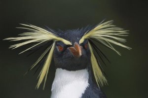Tui De Roy - Rockhopper Penguin portrait, Gough Island, South Atlantic