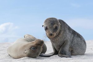Tui De Roy - Galapagos Sea Lion female and pup, Galapagos Islands, Ecuador