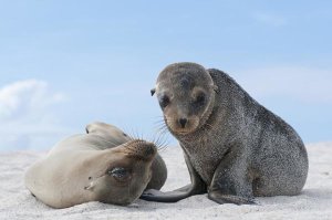 Tui De Roy - Galapagos Sea Lion female and pup, Galapagos Islands, Ecuador