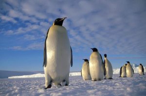 Tui De Roy - Emperor Penguin group, Kloa Point, Edward VIII Gulf, Antarctica