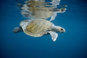 Tui De Roy - Olive Ridley Sea Turtle swimming in open ocean, Galapagos Islands, Ecuador