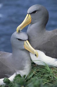 Tui De Roy - Chatham Albatross affectionate pair, critically endangered, The Pyramid, Chatham Islands