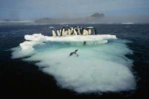 Tui De Roy - Adelie Penguin crowding on melting summer ice floe, Possession Island, Ross Sea, Antarctica