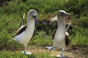 Tui De Roy - Blue-footed Booby pair performing courtship dance, Seymour Island, Galapagos Islands, Ecuador