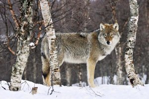 Jasper Doest - Gray Wolf in the woods, winter, Norway