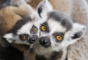 Jasper Doest - Ring-tailed Lemur, portrait of adult with young.