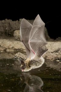 Michael Durham - Western Long-eared Myotis, high-desert transition zone in the Deschutes National Forest, Oregon