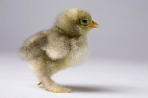 Michael Durham - Domestic Chicken, banty morph, about one week after hatching