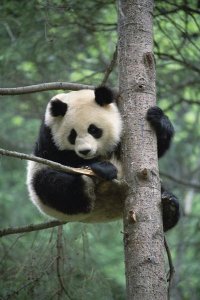 Gerry Ellis - Giant Panda in tree