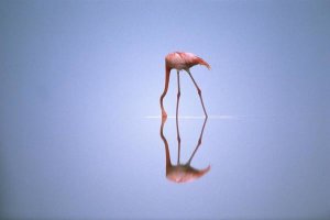 Gerry Ellis - Greater Flamingo feeding, Africa