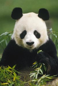 Gerry Ellis - Giant Panda eating bamboo, China