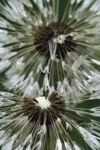 Gerry Ellis - Dandelion seed head, North America