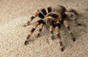 Gerry Ellis - Mexican Red-knee Tarantula portrait, Mexico