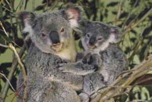 Gerry Ellis - Koala mother with joey, eastern temperate Australia