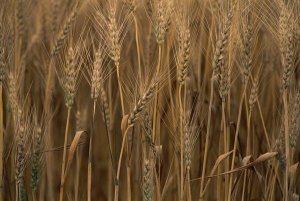 Gerry Ellis - Commercial hybrid Wheat cultivated, Sauvie Island, Oregon