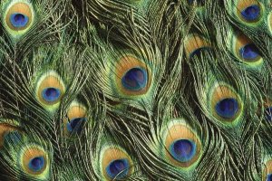 Gerry Ellis - Indian Peafowl display feathers, native to India and southeast Asia