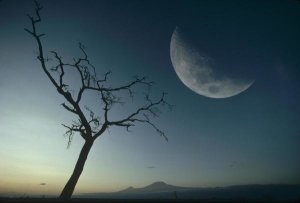 Gerry Ellis - Whistling Thorn and moon, Amboseli National Park, Kenya, East Africa