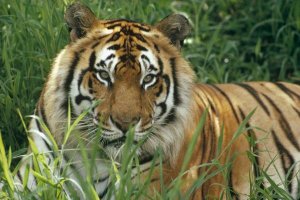 Gerry Ellis - Bengal Tiger portrait at the Hilo Zoo, Hawaii, native to India and southeast Asia