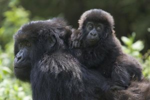 Suzi Eszterhas - Mountain Gorilla infant riding on mother's back, Parc National Des Volcans, Rwanda