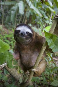 Suzi Eszterhas - Brown-throated Three-toed Sloth male, Aviarios Sloth Sanctuary, Costa Rica