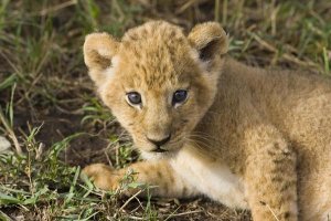 Suzi Eszterhas - African Lion five week old cub, vulnerable, Masai Mara National Reserve, Kenya